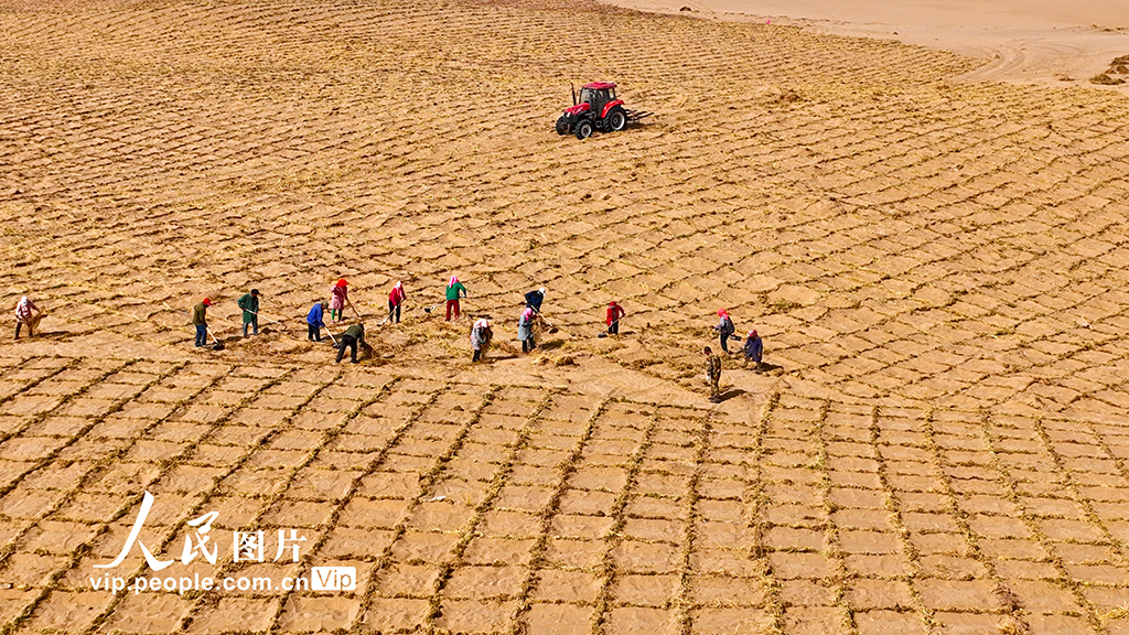 甘肅臨澤：巴丹吉林沙漠“鎖邊”忙【2】