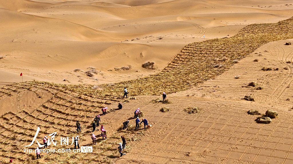甘肅臨澤：巴丹吉林沙漠“鎖邊”忙