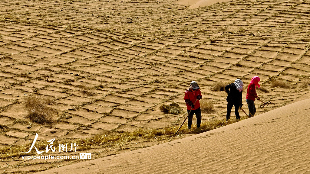 甘肅臨澤：巴丹吉林沙漠“鎖邊”忙【3】