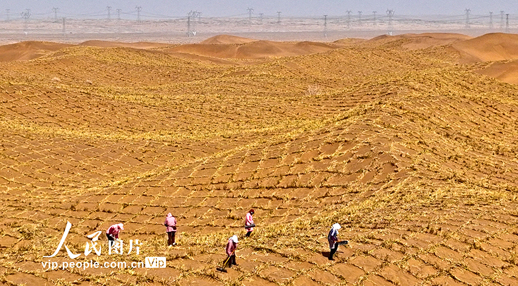 甘肅臨澤：巴丹吉林沙漠“鎖邊”忙【4】