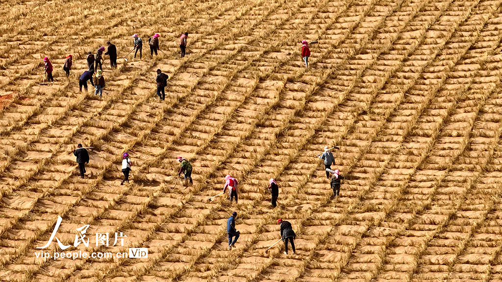 甘肅臨澤：巴丹吉林沙漠“鎖邊”忙【5】