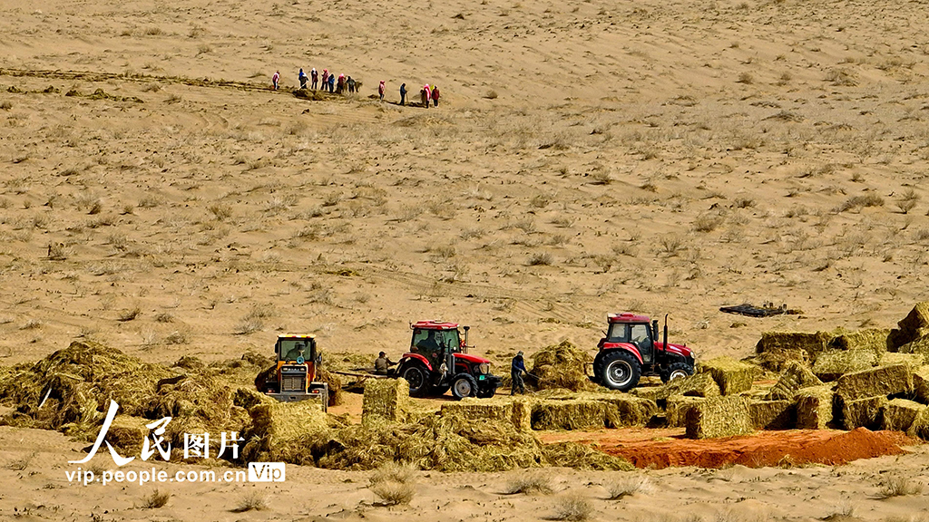 甘肅臨澤：巴丹吉林沙漠“鎖邊”忙【6】