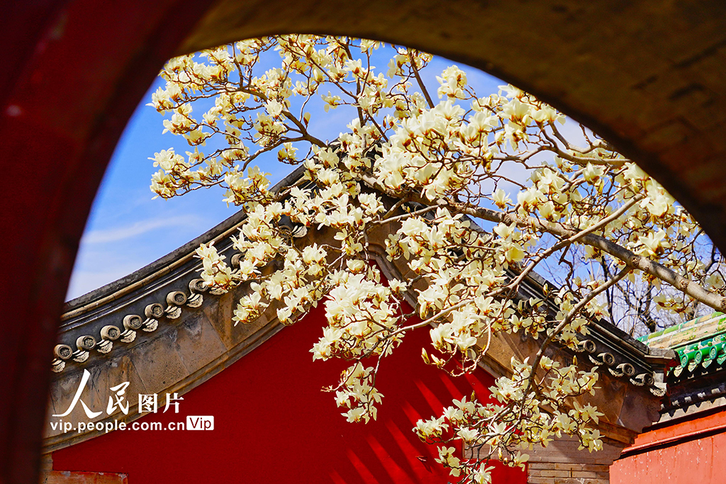 北京：天壇齋宮玉蘭迎春綻放