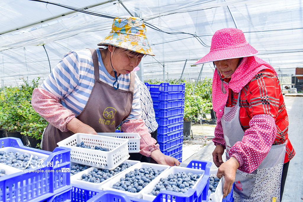 福建德化：藍莓豐收奏響“富農曲”【2】