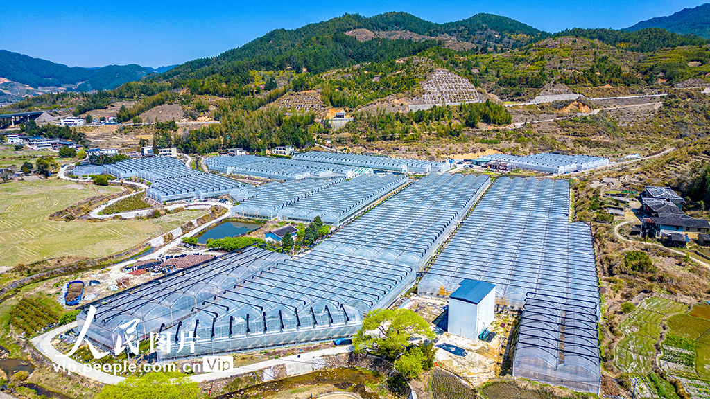 福建德化：藍莓豐收奏響“富農曲”【5】