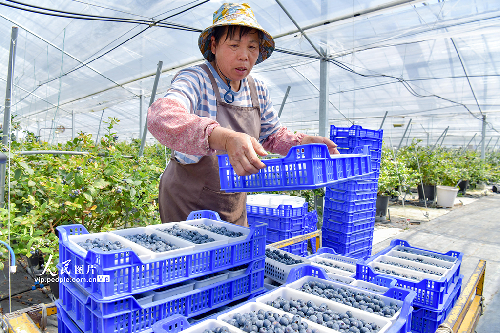 福建德化：藍莓豐收奏響“富農曲”【3】