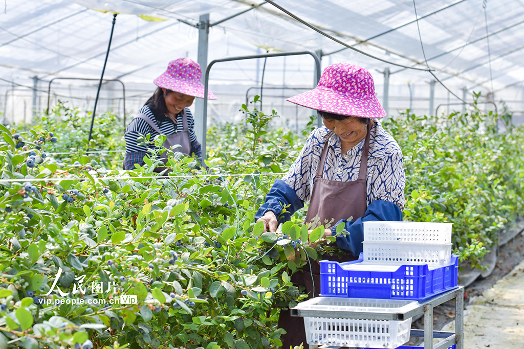 福建德化：藍莓豐收奏響“富農曲”【4】
