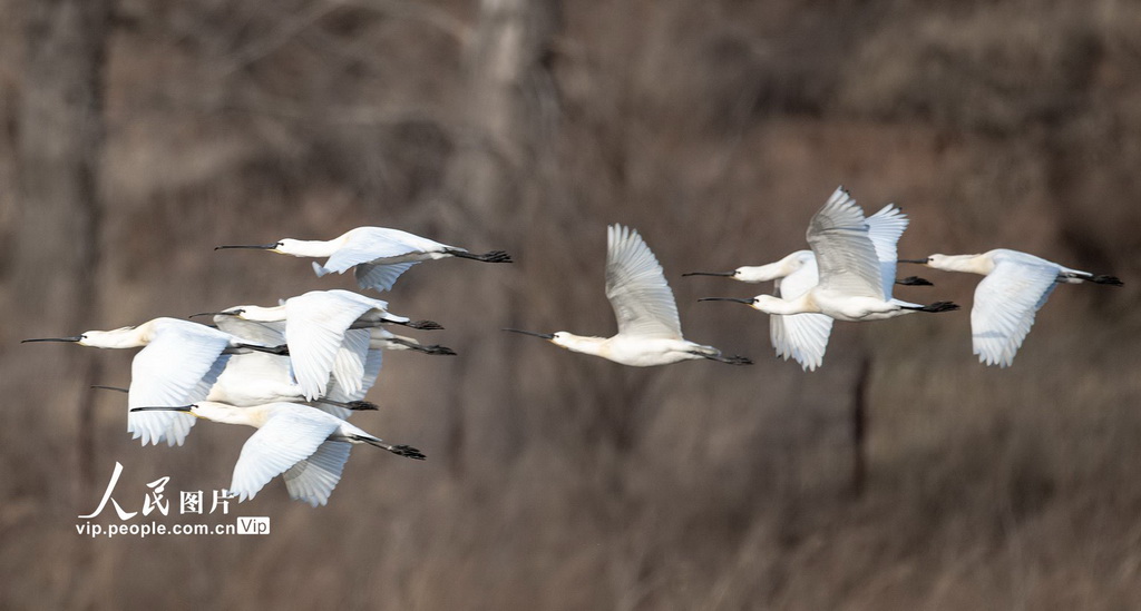 山西左權：白琵鷺現身清漳河國家濕地公園【2】