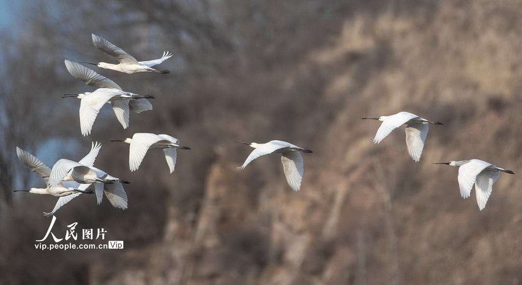 山西左權：白琵鷺現身清漳河國家濕地公園【3】