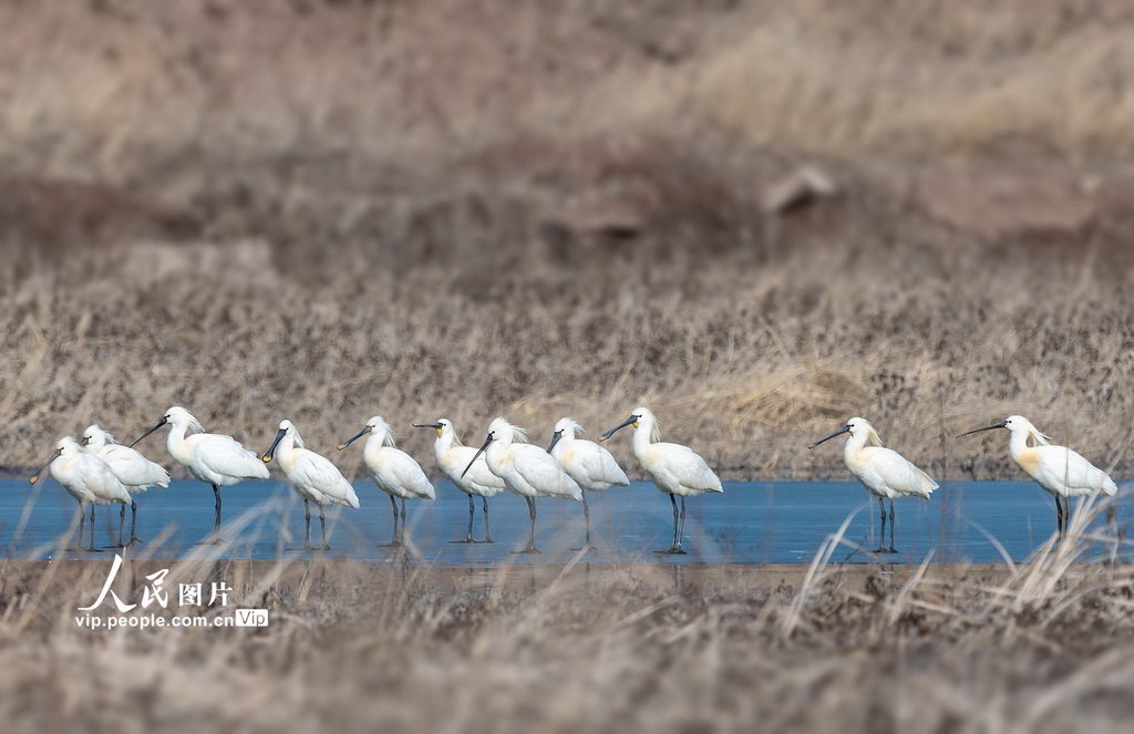 山西左權：白琵鷺現身清漳河國家濕地公園【4】