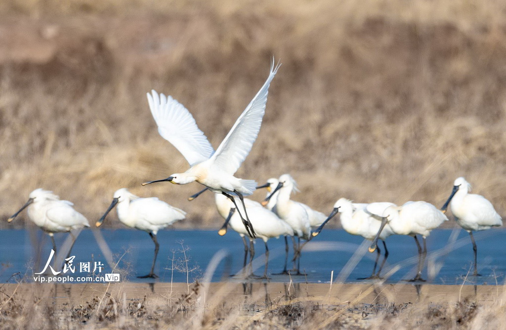 山西左權：白琵鷺現身清漳河國家濕地公園【5】