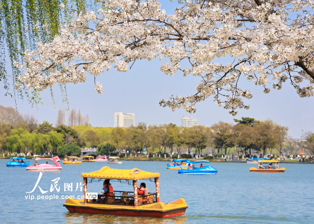 江蘇南京：櫻花綻放【2】