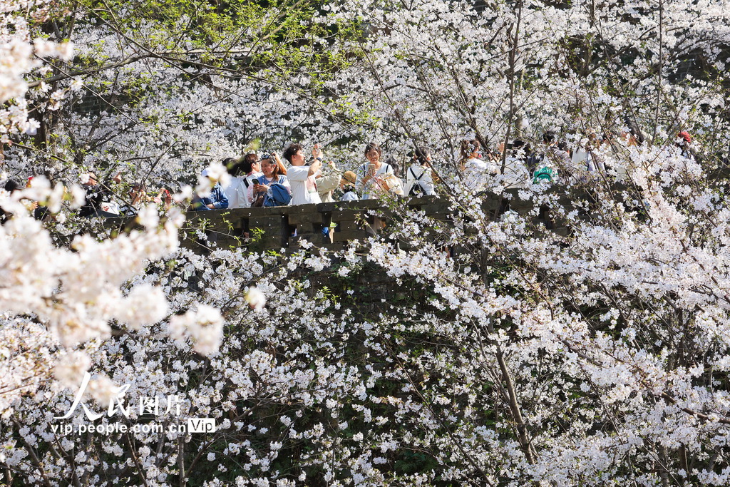 江蘇南京：櫻花綻放【3】