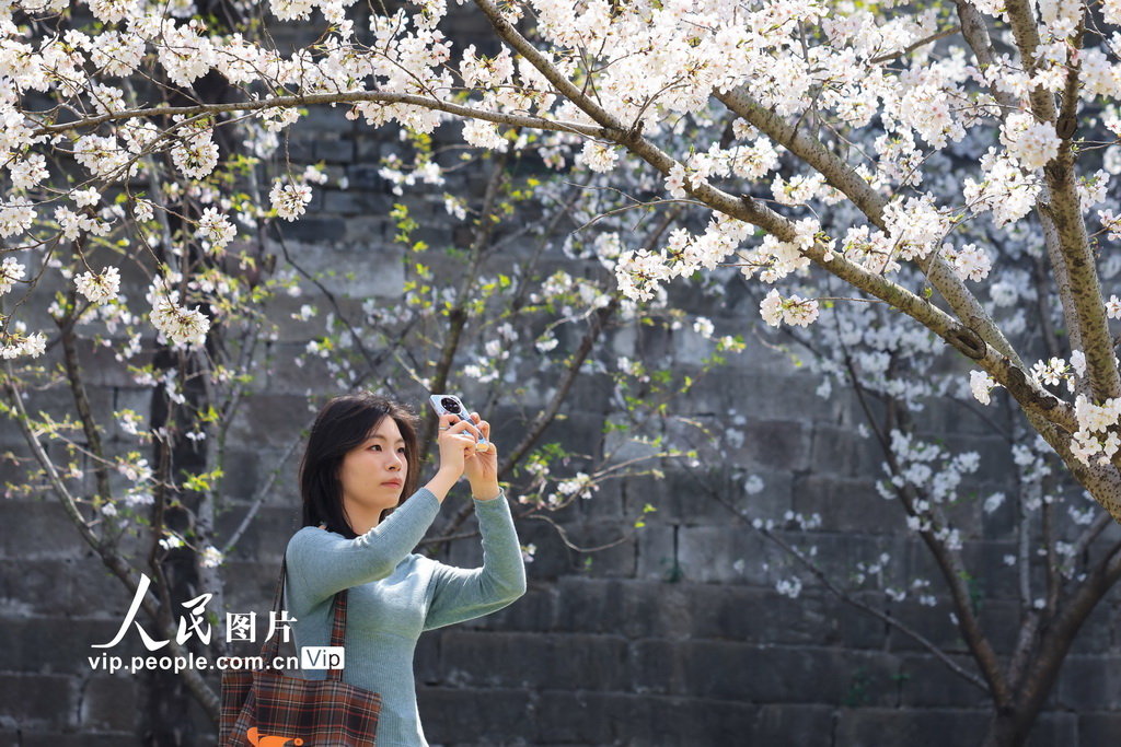 江蘇南京：櫻花綻放【4】