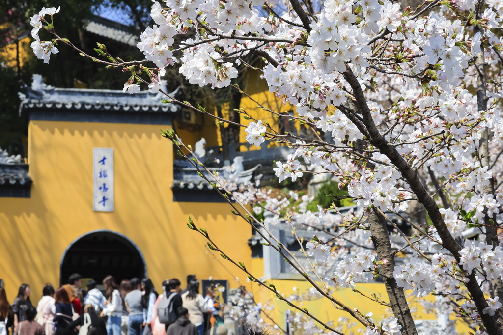 3月22日，人們在南京古雞鳴寺賞花。新華社發（蘇陽攝）
