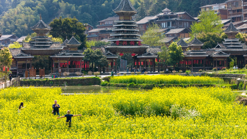 3月22日，游客在貴州黎平肇興侗寨的油菜花間游玩。新華社發（龍建睿攝）