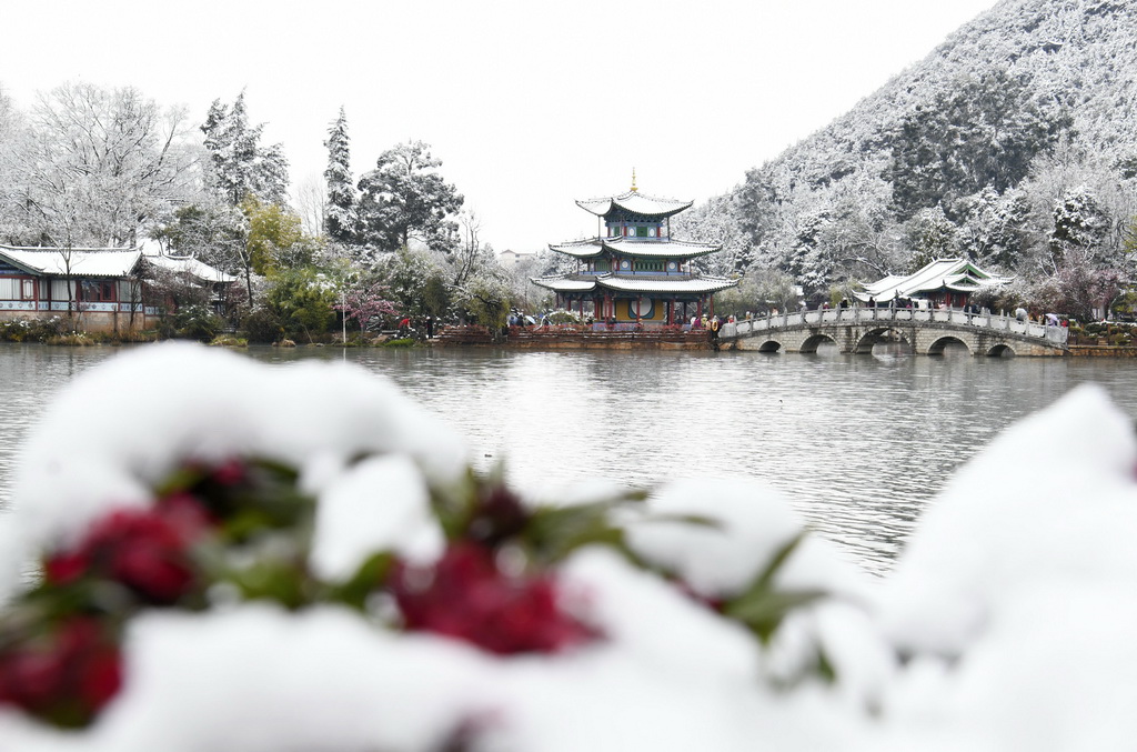 3月19日，云南麗江黑龍潭公園盛開的花朵和古建被春雪覆蓋。新華社發（趙慶祖攝）