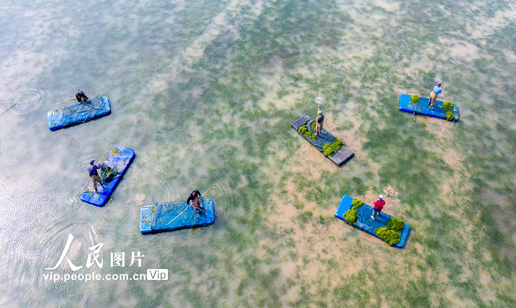 江蘇泗洪:打撈伊樂藻【2】