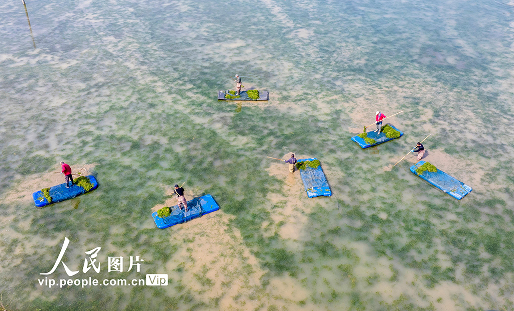 江蘇泗洪:打撈伊樂藻【3】