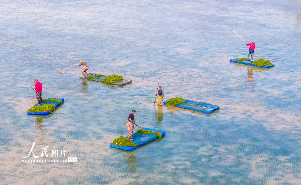 江蘇泗洪:打撈伊樂藻【4】