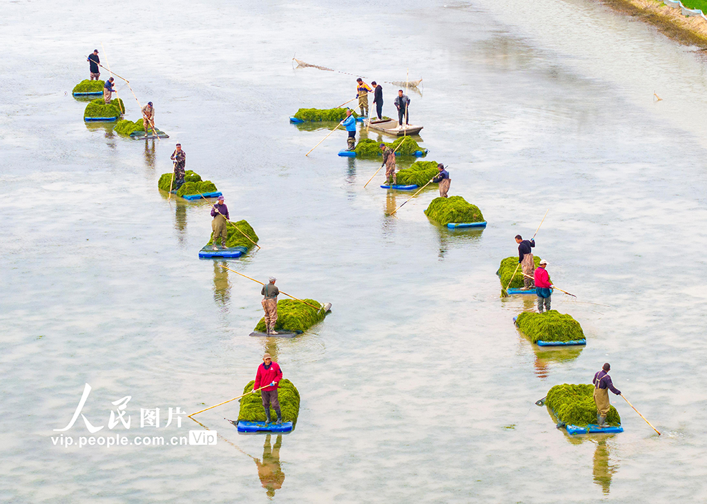 江蘇泗洪:打撈伊樂藻【5】