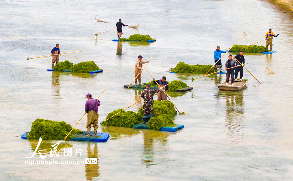江蘇泗洪:打撈伊樂藻【6】
