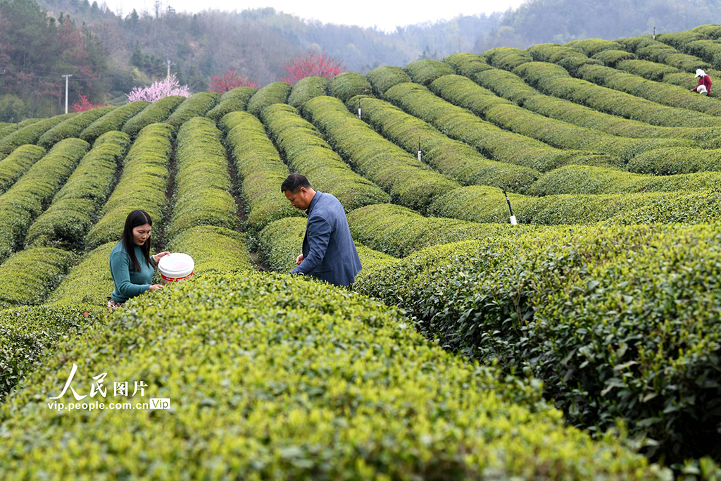 湖北崇陽:生態茶園促增收【2】