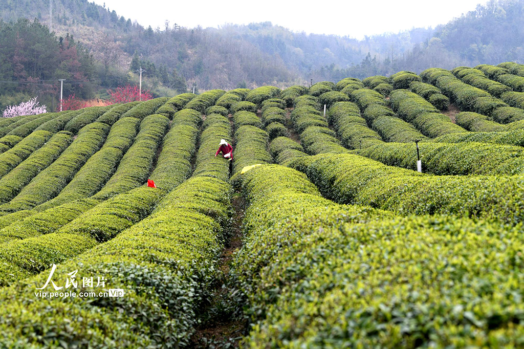 湖北崇陽:生態茶園促增收【3】