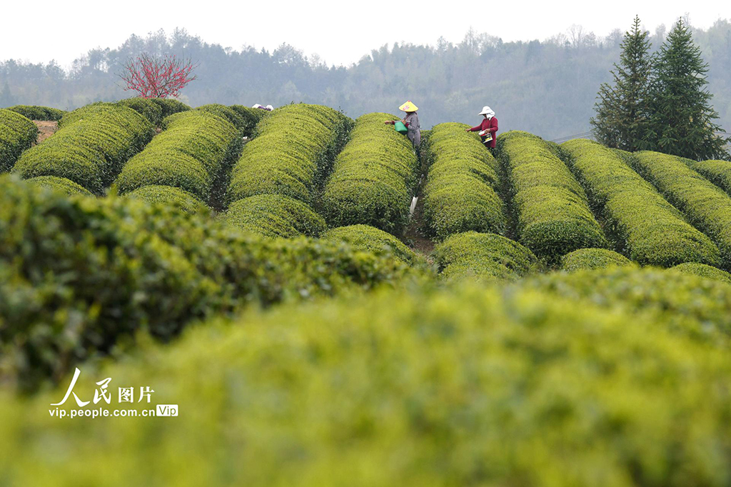 湖北崇陽:生態茶園促增收【4】