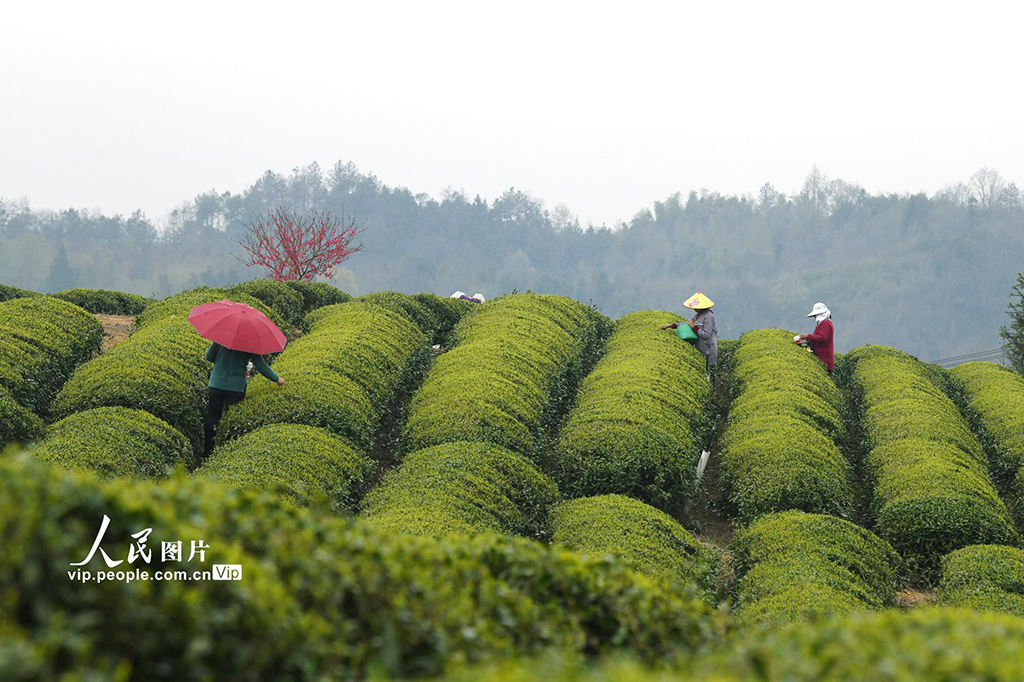 湖北崇陽:生態茶園促增收【5】