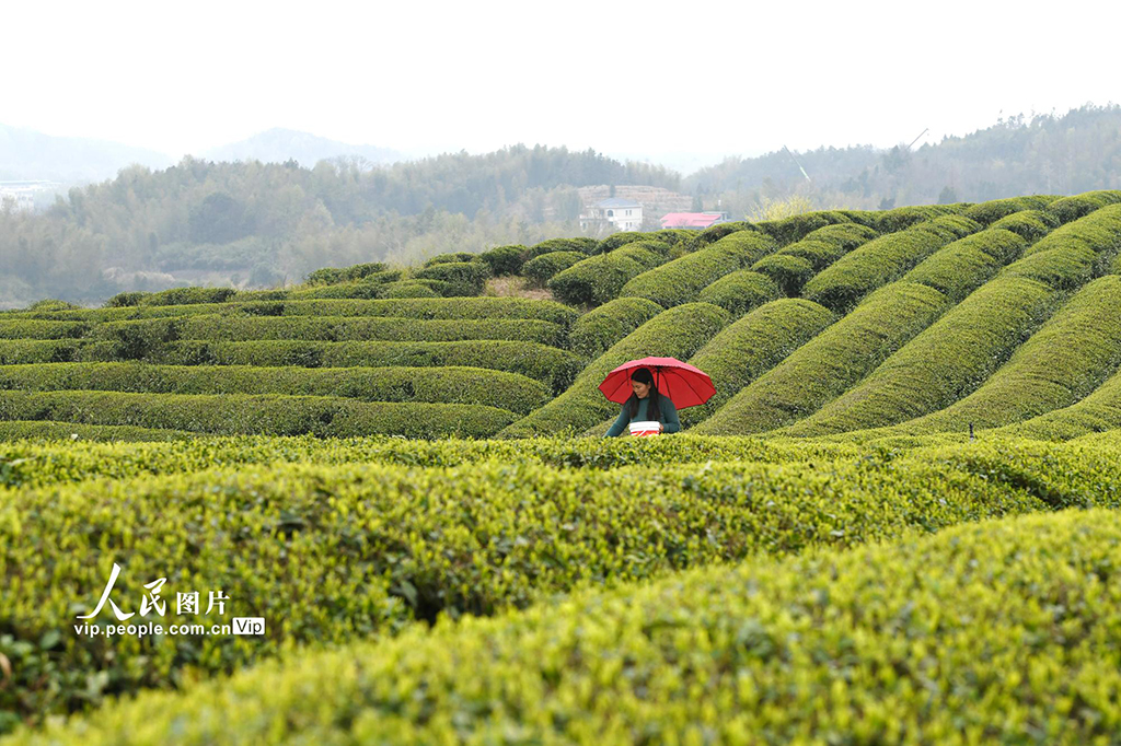 湖北崇陽:生態茶園促增收【6】