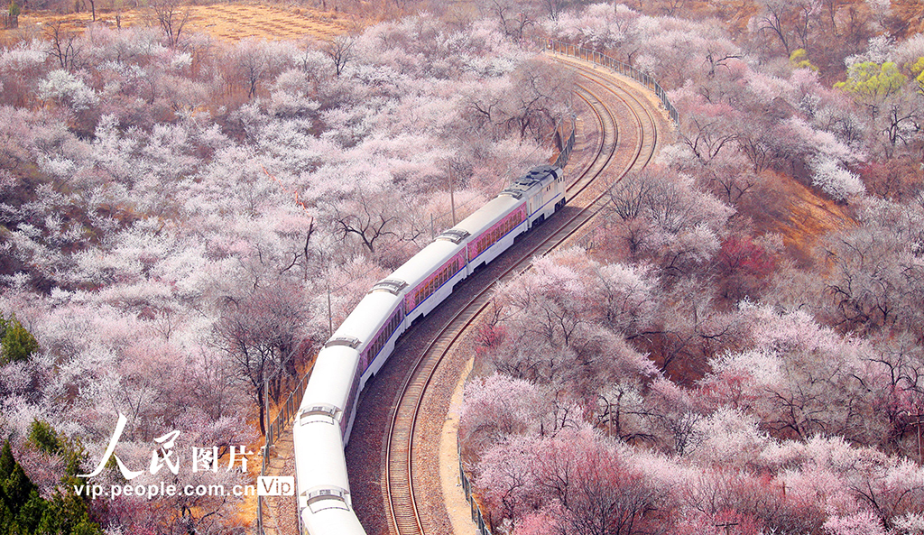 北京：列車穿越花?！?】