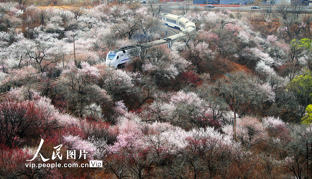 北京：列車穿越花?！?】