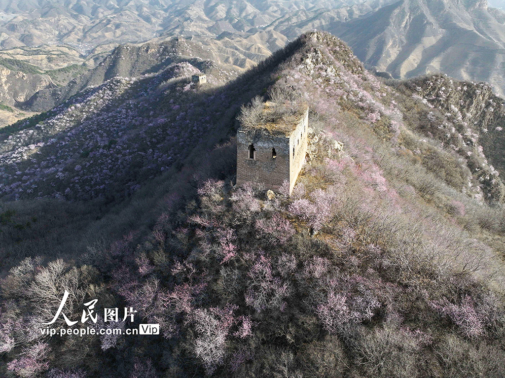 河北遷西：春到長城 山花爛漫【2】