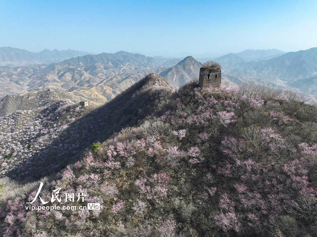 河北遷西：春到長城 山花爛漫【3】