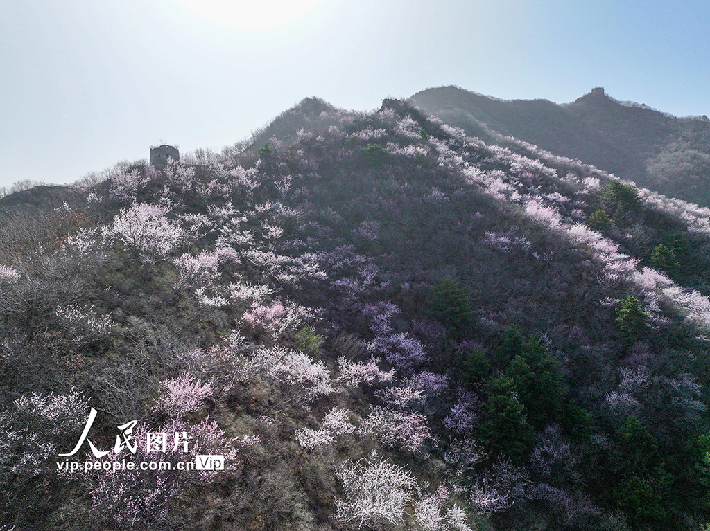河北遷西：春到長城 山花爛漫【4】