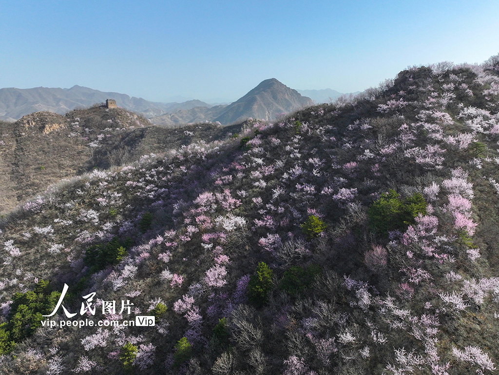 河北遷西：春到長城 山花爛漫【5】