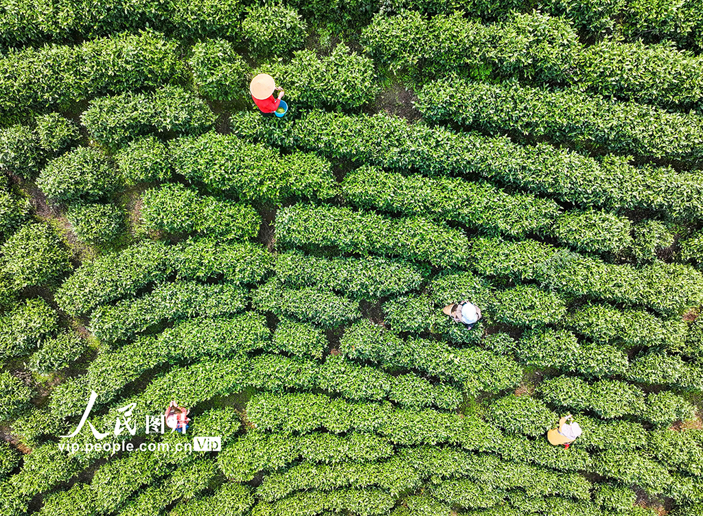 湖南永州:春日采茶【3】