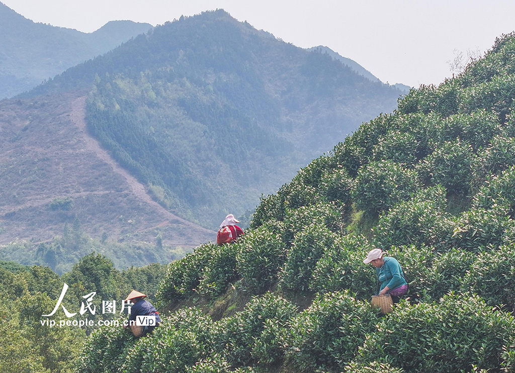 湖南永州：春日采茶【4】