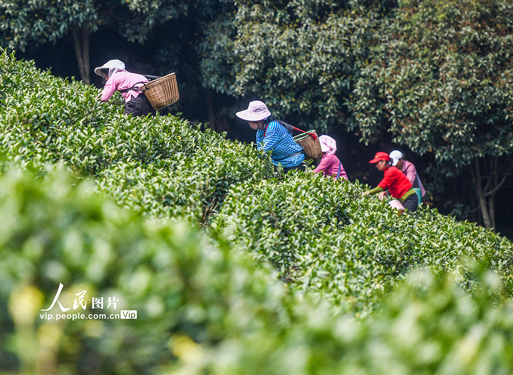 湖南永州:春日采茶【2】