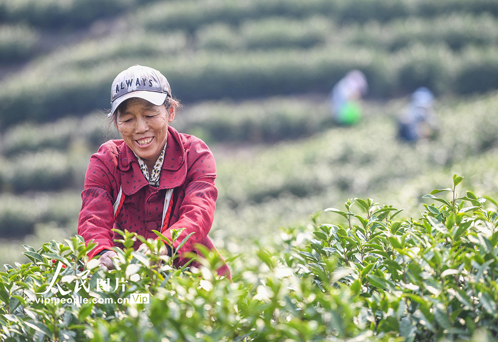 湖南永州：春日采茶【5】