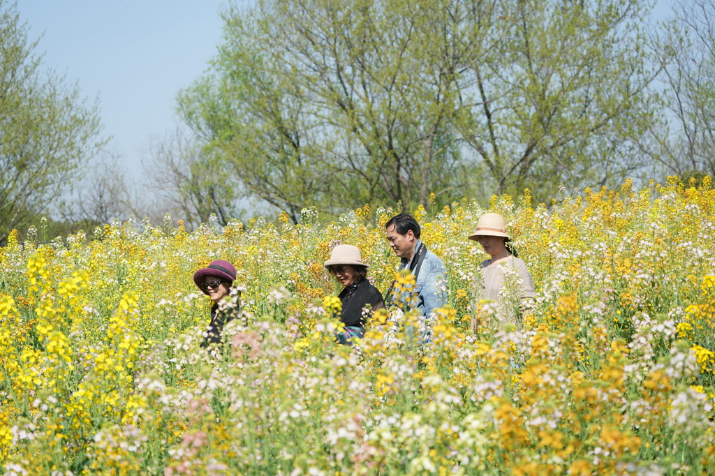 3月24日，游客在西溪濕地彩色油菜花海中徜徉。