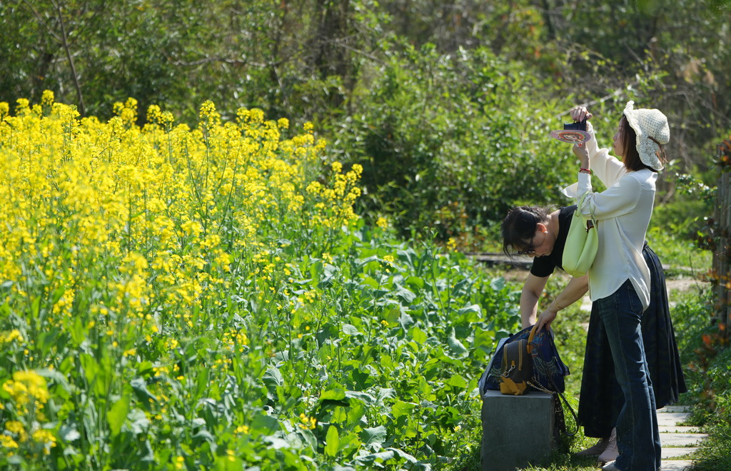 3月24日，游客在西溪濕地一片油菜花旁拍照。