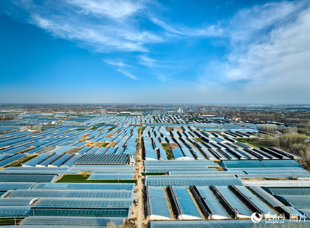 山東莘縣：瓜果飄香產業旺【8】