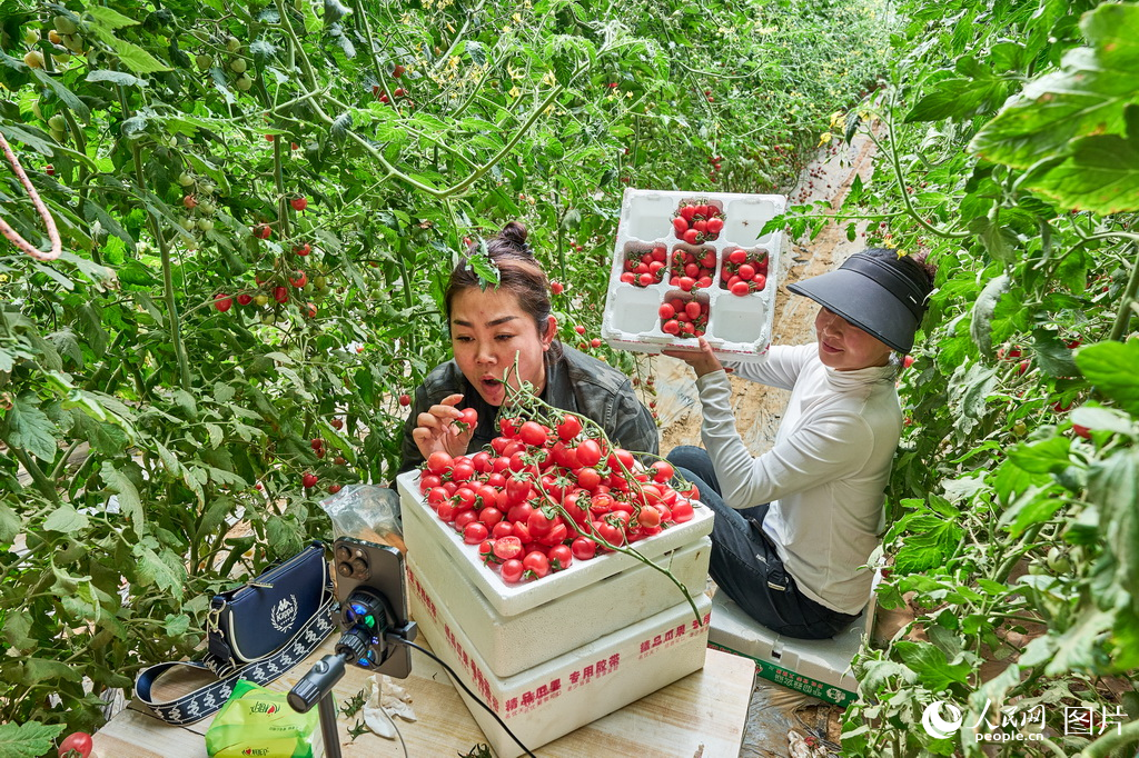 山東莘縣:瓜果飄香產業旺【3】