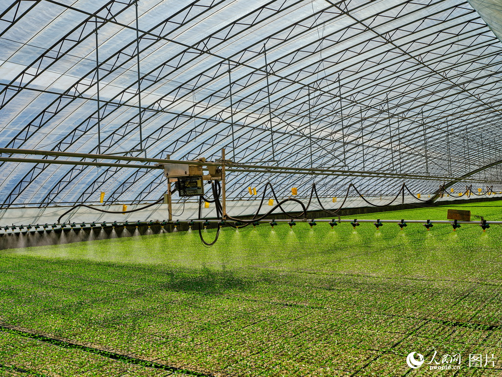 山東莘縣:瓜果飄香產業旺【2】