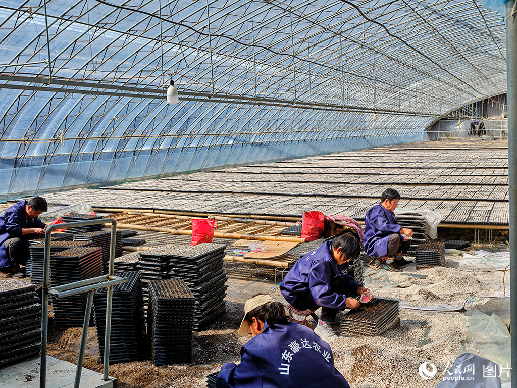 山東莘縣:瓜果飄香產業旺【4】