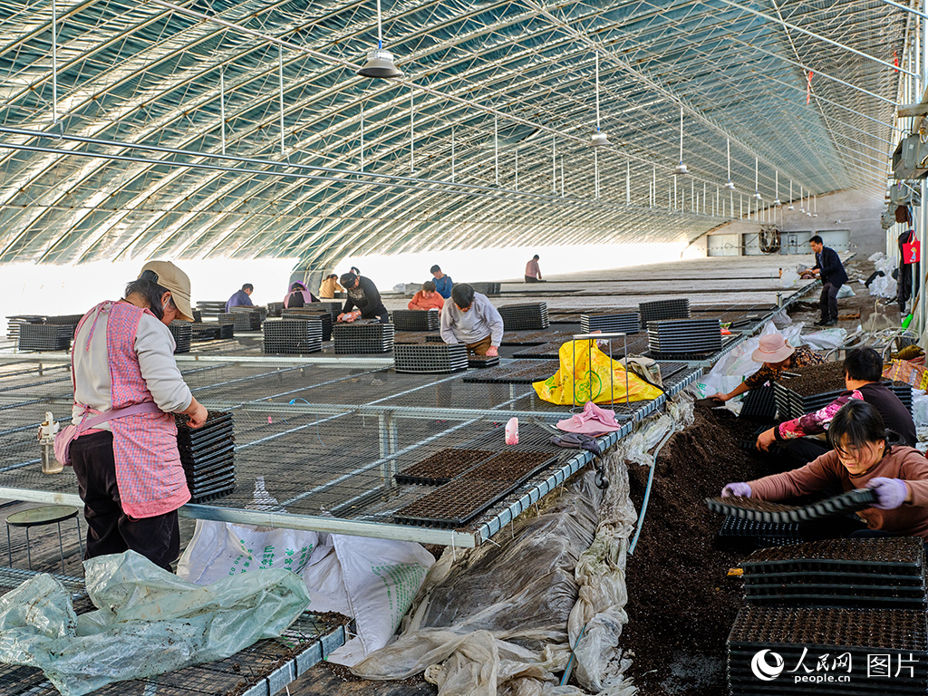 山東莘縣:瓜果飄香產業旺【5】