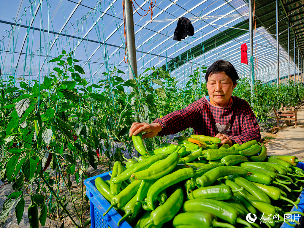 山東莘縣:瓜果飄香產業旺【7】