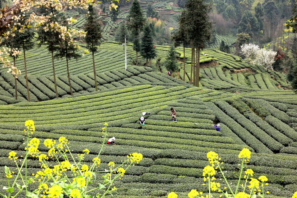 3月22日，四川省眉山市洪雅縣青杠坪村茶農在采摘明前春茶。新華社發（姚永亮攝）